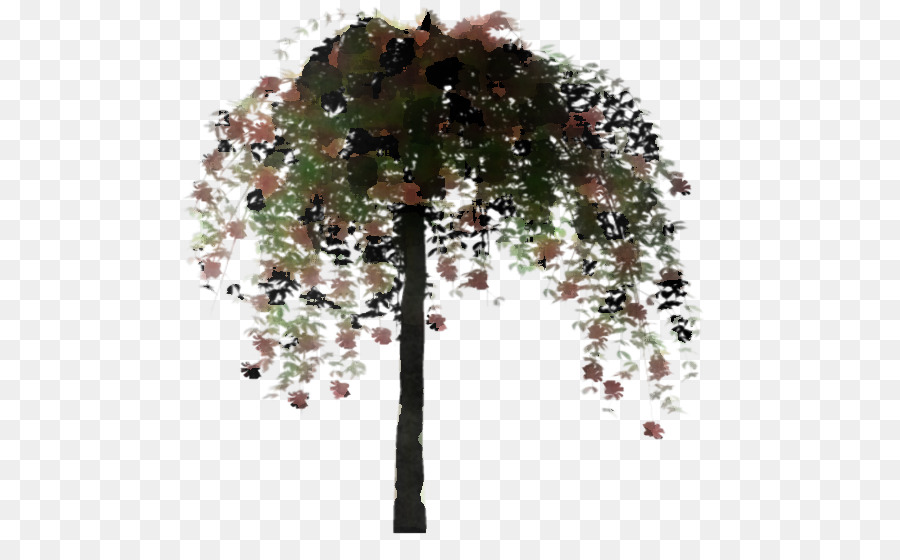 árbol Llorón，Flores PNG