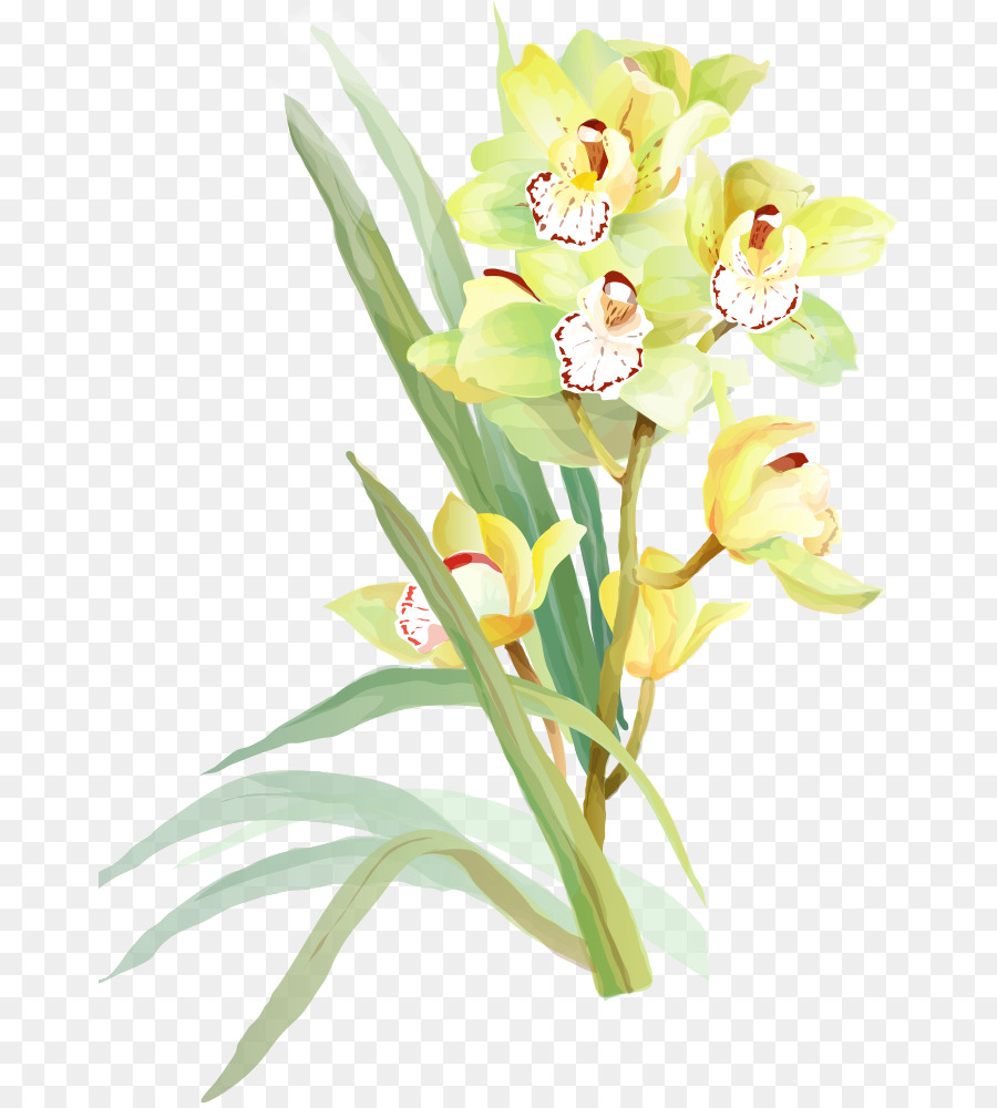 Flores De Orquídeas，Florecer PNG