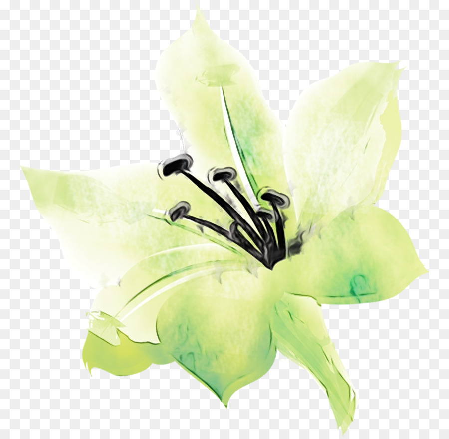 Flor，Verde PNG