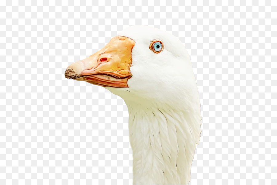 Ganso，Aves PNG