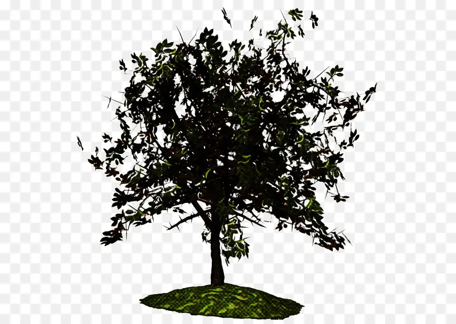 Árbol，Planta PNG