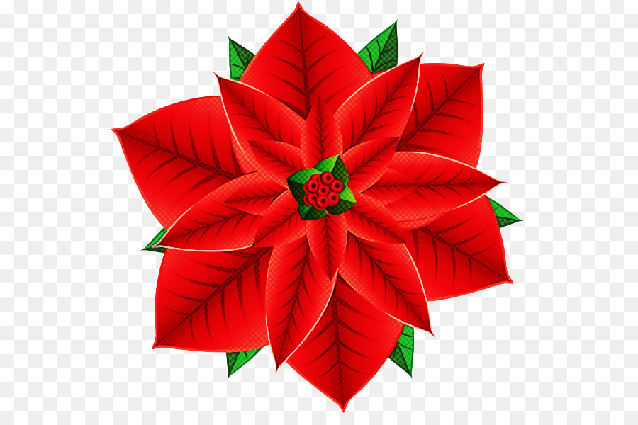 Flor De Pascua，Rojo PNG