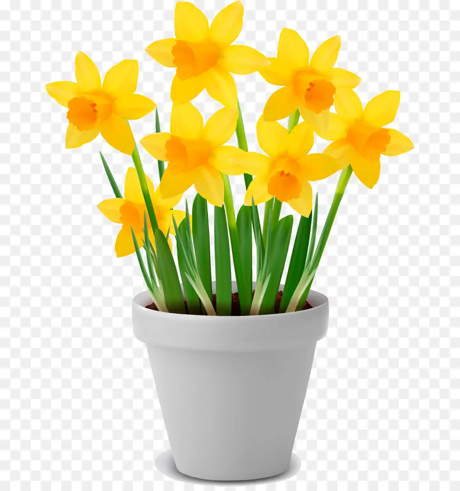 Narcisos Amarillos，Primavera PNG