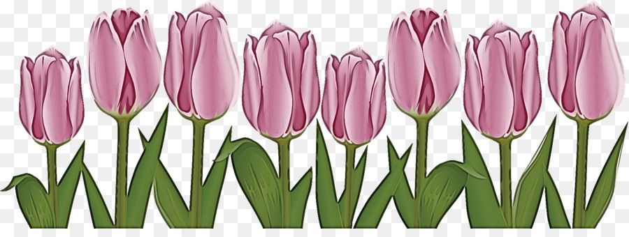 Flor，Tulip PNG