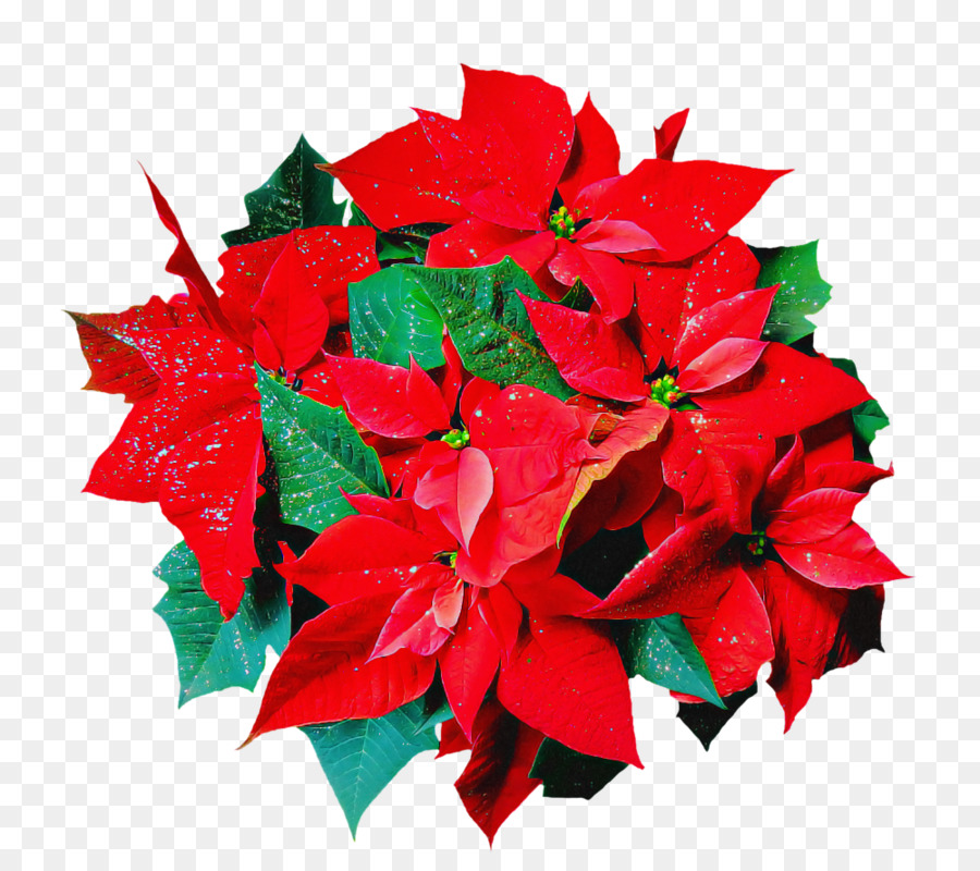 Nochebuena Roja，Navidad PNG