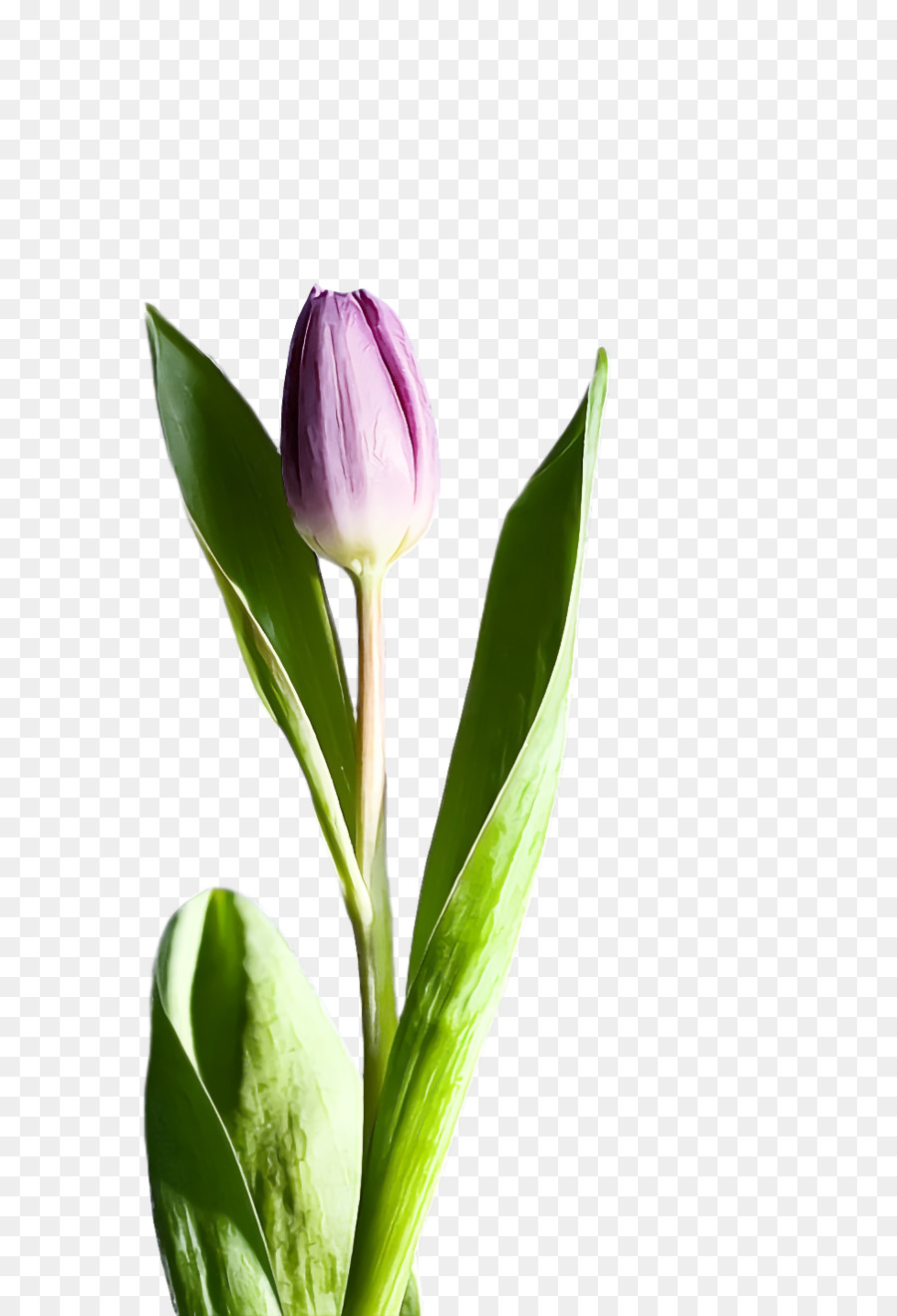 Tulipán Morado，Provenir PNG