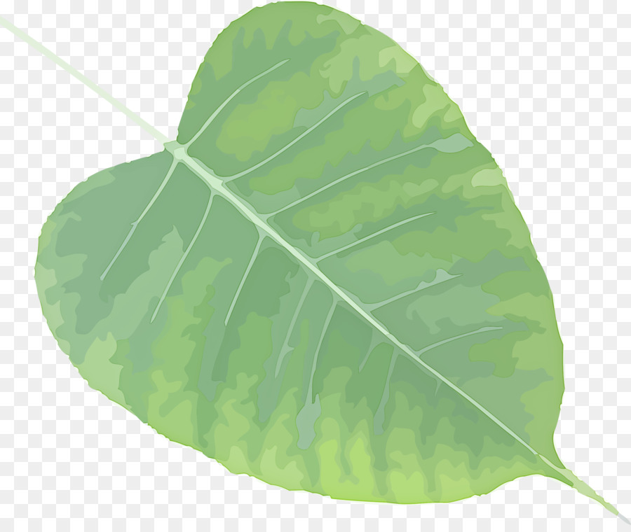 Hoja，Planta PNG