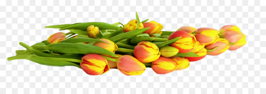 Tulipanes，Rojo PNG