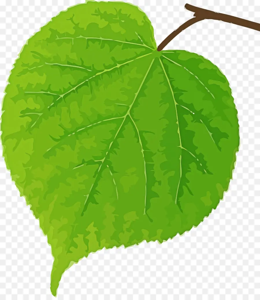 Hoja，Planta PNG