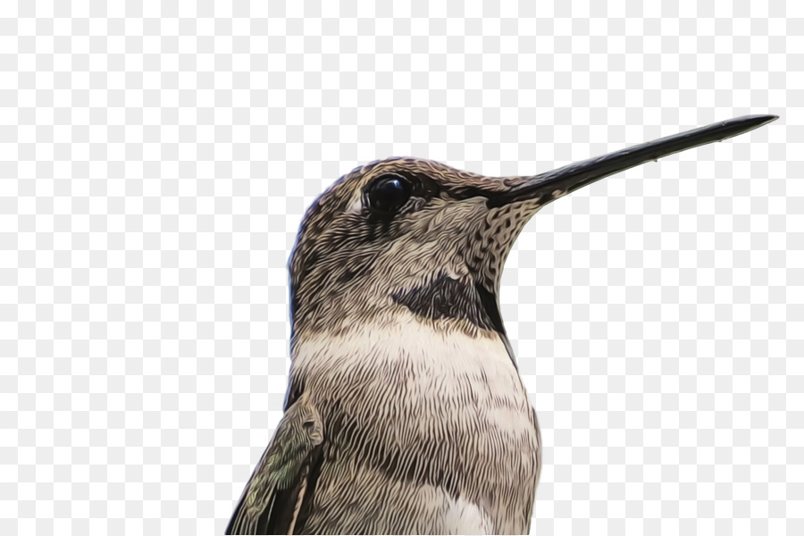 Aves，Pico PNG