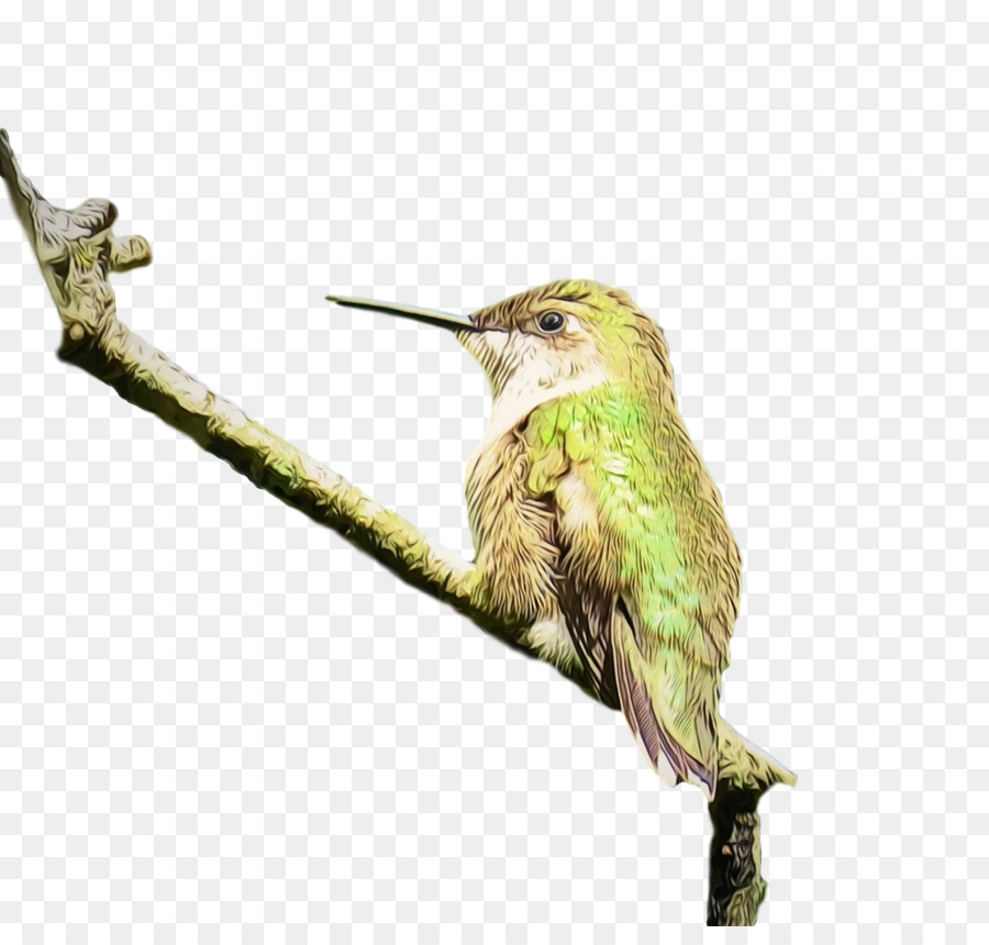 Colibrí，Aves PNG