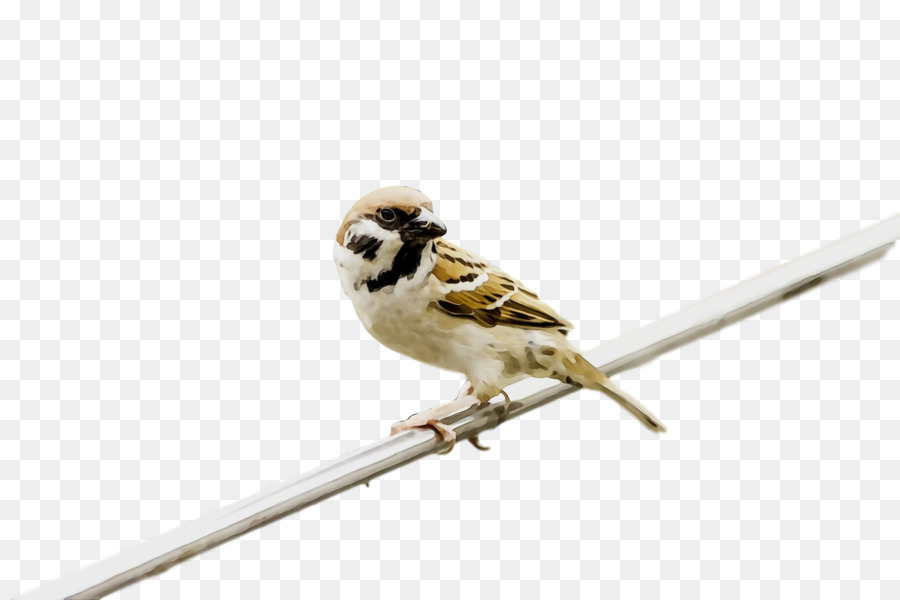 Aves，Pico PNG