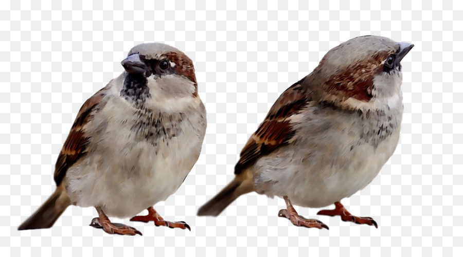 Gorriones，Pájaros Pequeños PNG