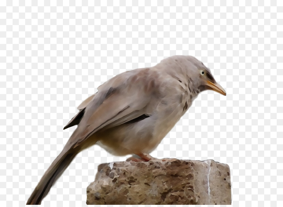 Aves，Pico PNG