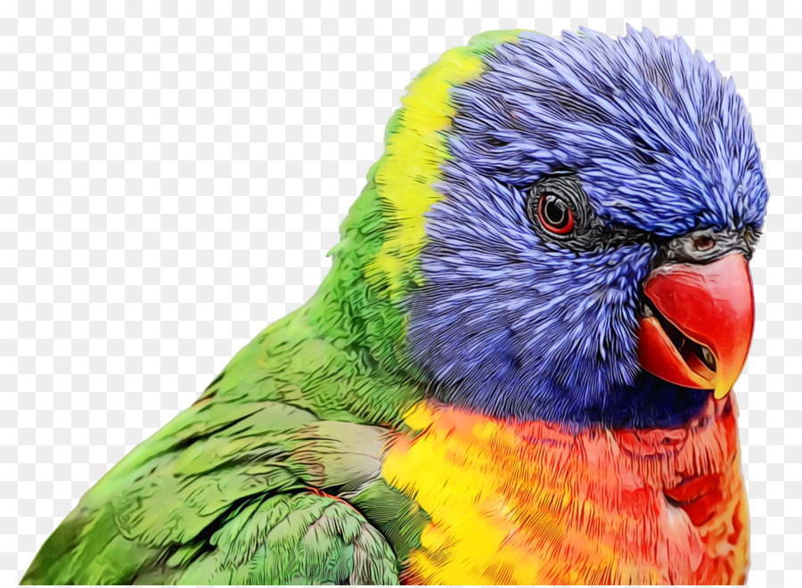 Aves，Loro PNG