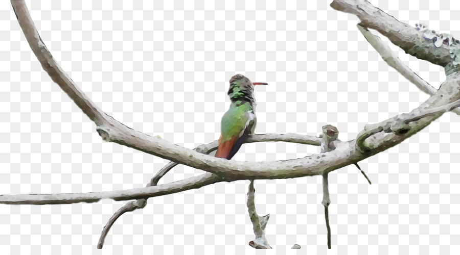 Aves，Rama PNG