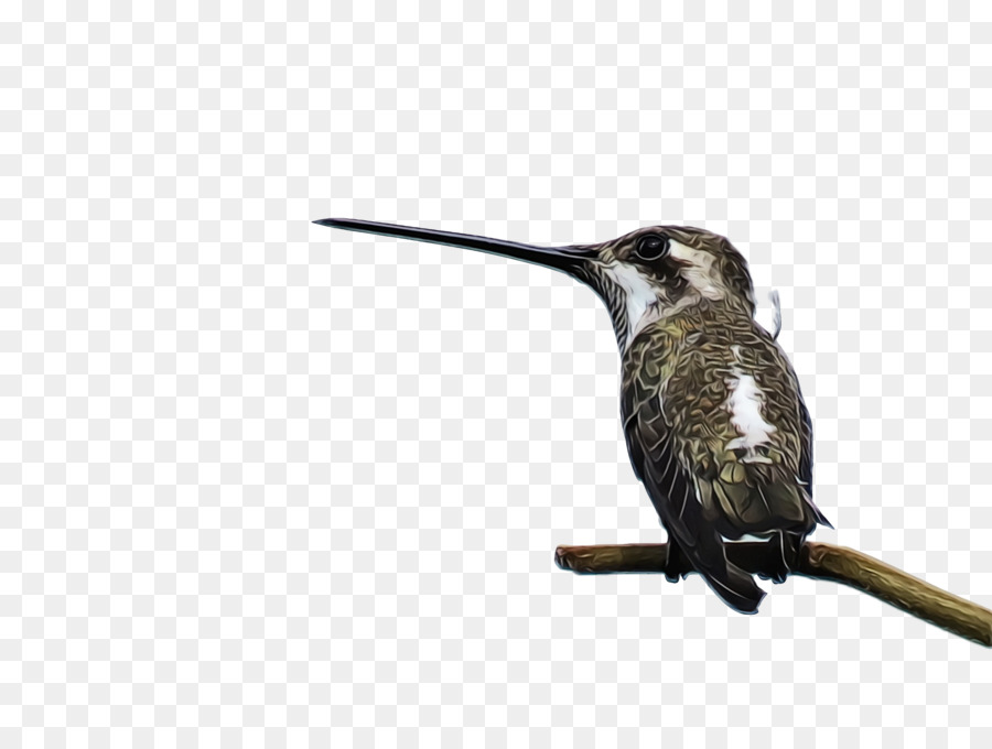 Aves，Colibrí PNG