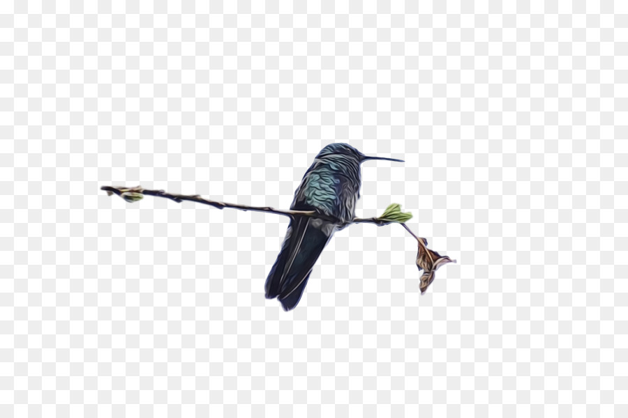 Aves，Colibrí PNG