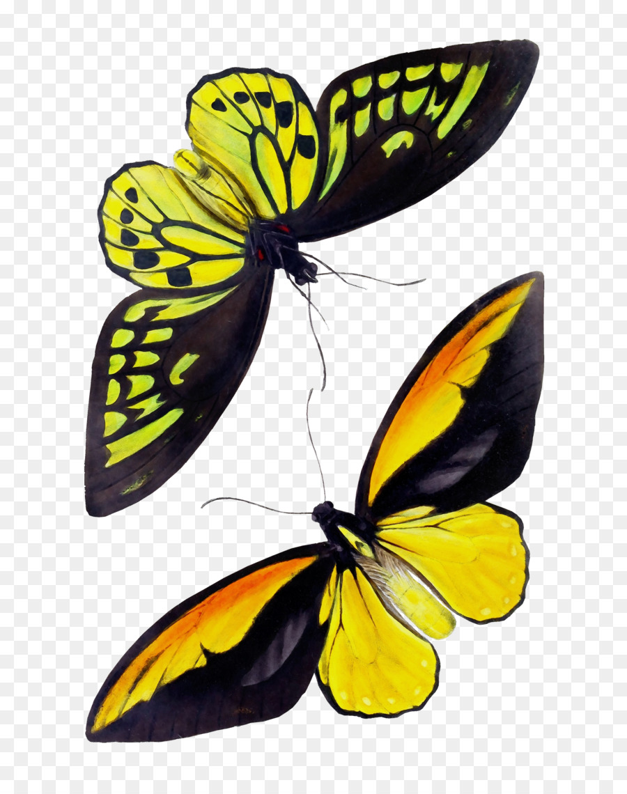 Las Polillas Y Las Mariposas，Mariposa PNG