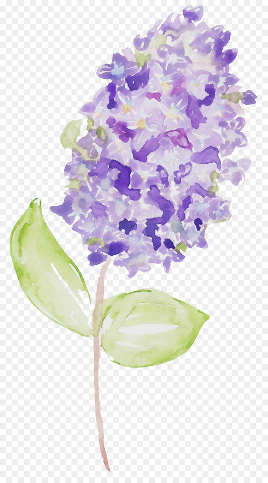 Flor，Morado PNG