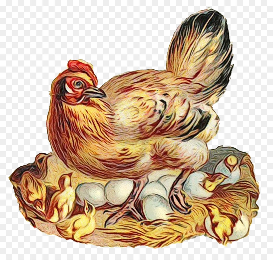 Pollo，Gallo PNG