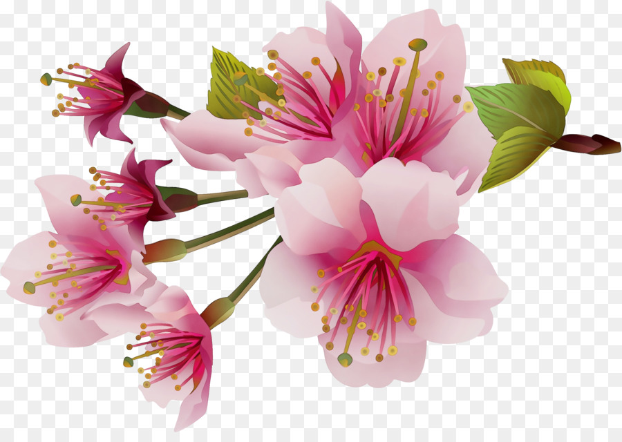 Flores Rosadas，Florecer PNG