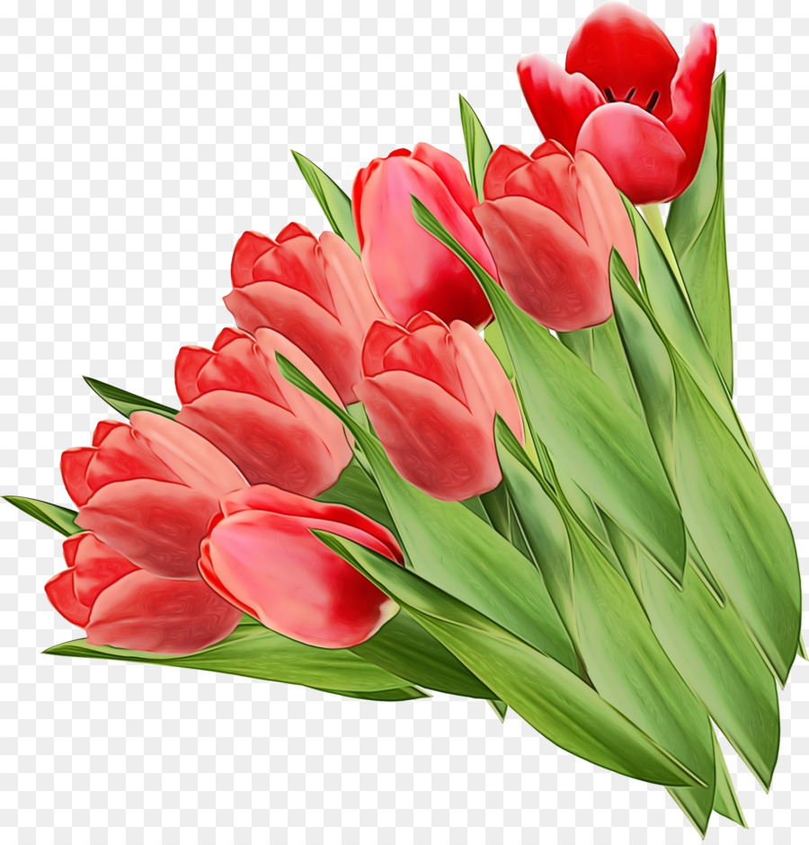 Flor，Tulip PNG