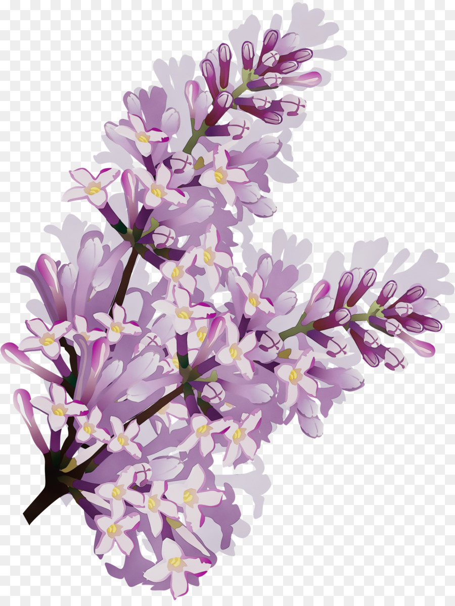 Flor，Lila PNG