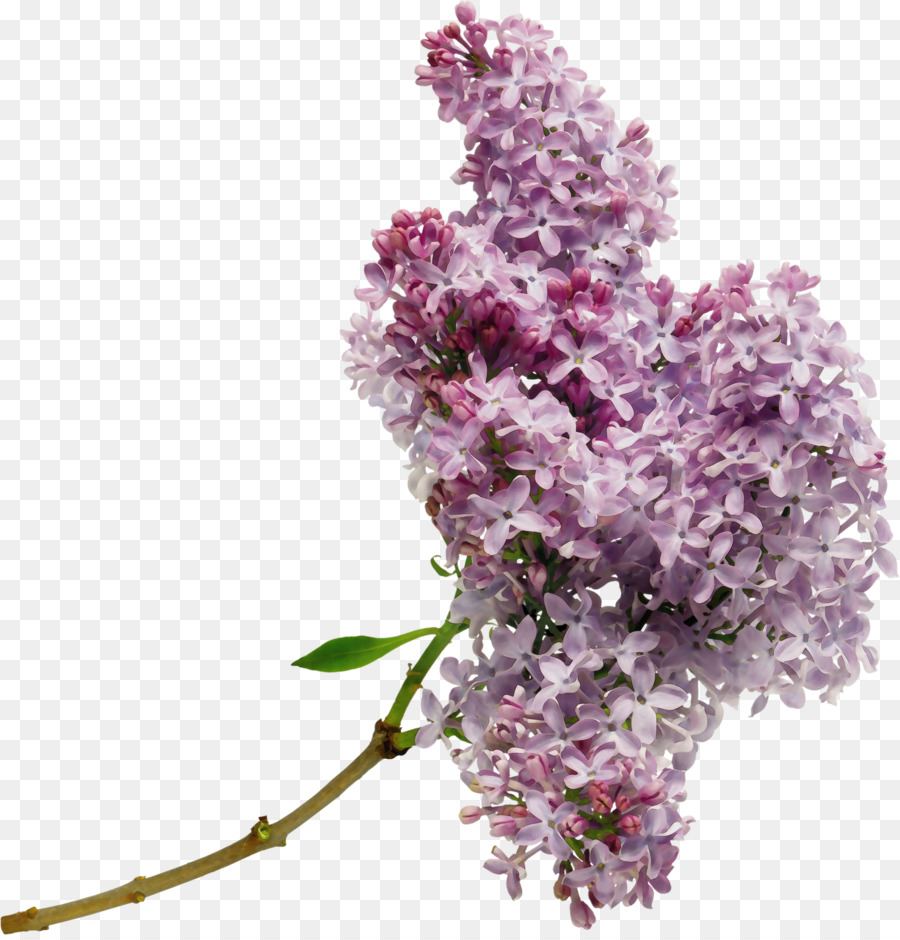 Flor，Lila PNG