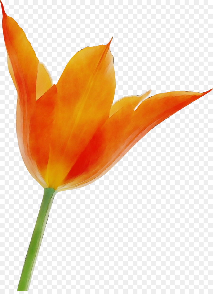 Naranja，Flor PNG