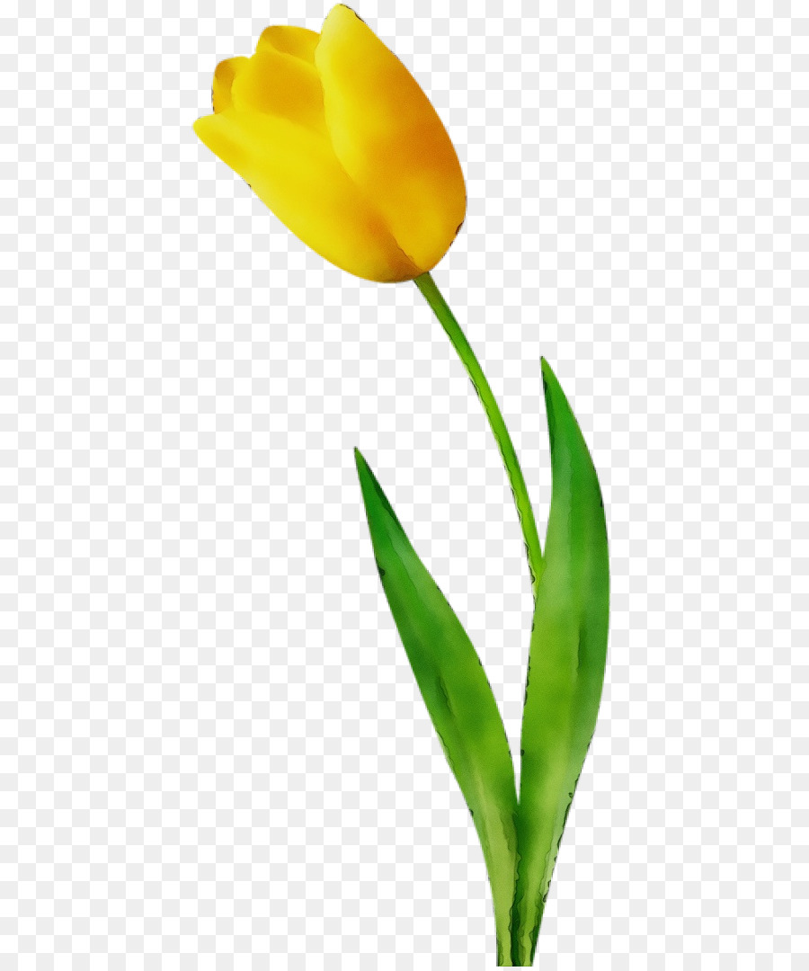 Tulipán Amarillo，Floración PNG