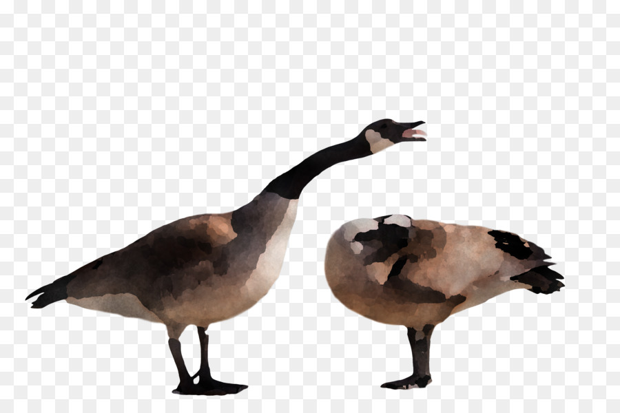 Patos，Aves PNG