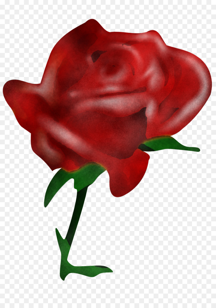 Rojo，Las Rosas De Jardín PNG