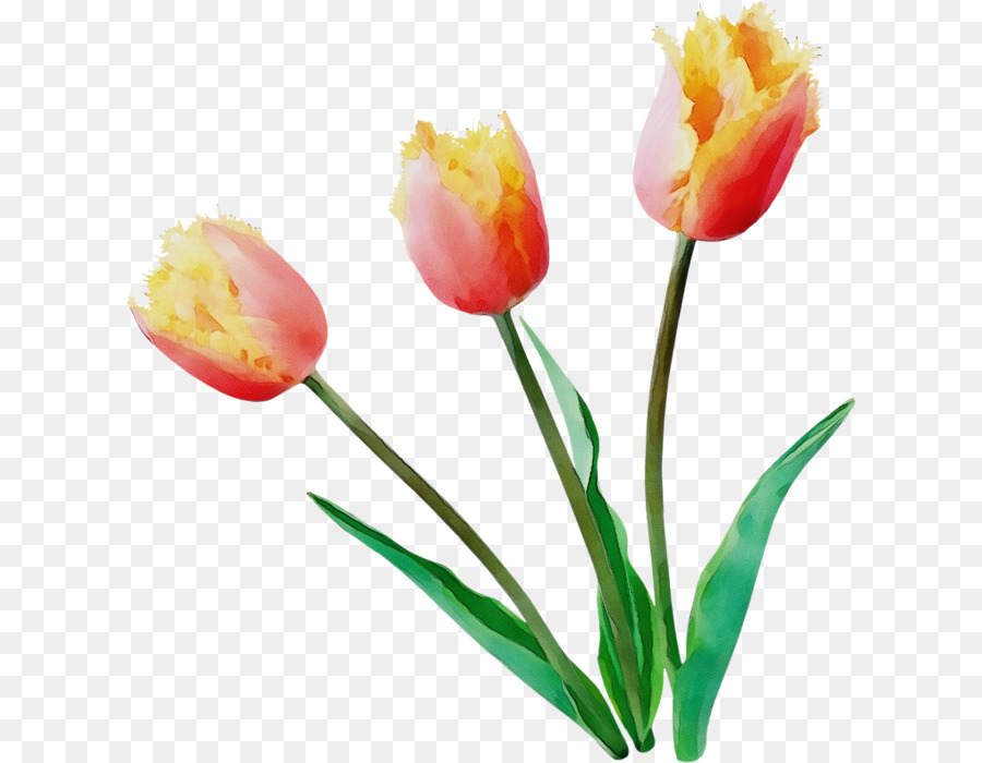 Tulipán，Planta PNG