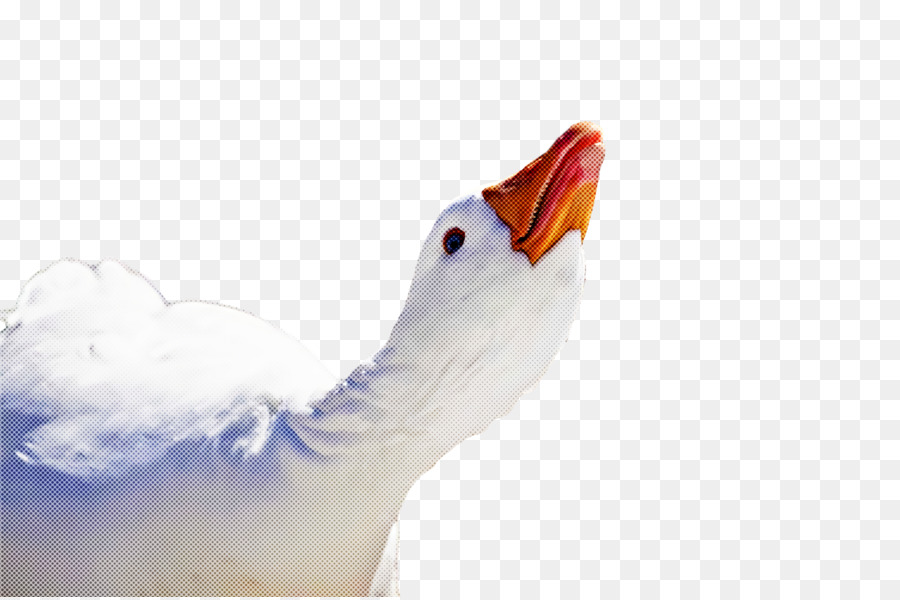 Blanco，Aves PNG