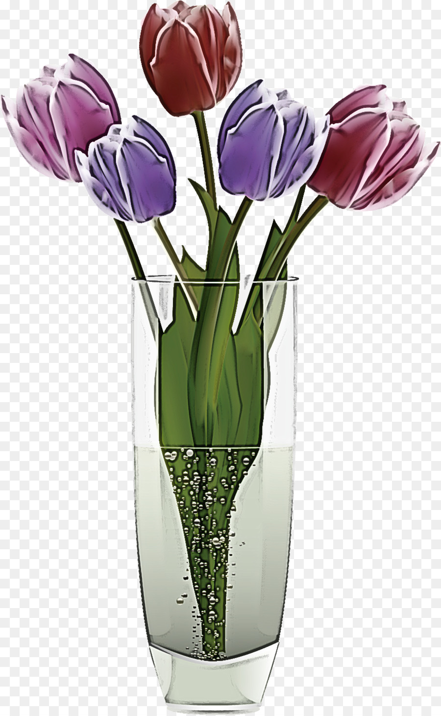 Tulip，Flor PNG