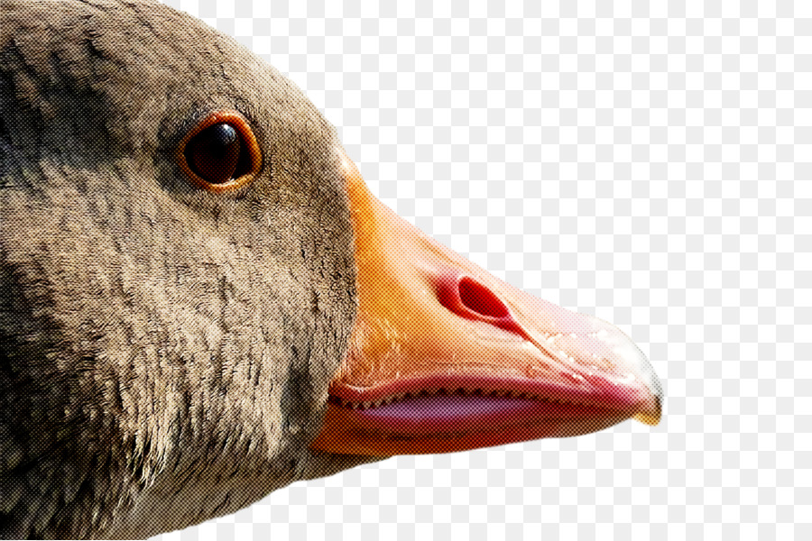 Pico，Aves PNG