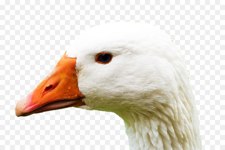 Pato，Cabeza PNG