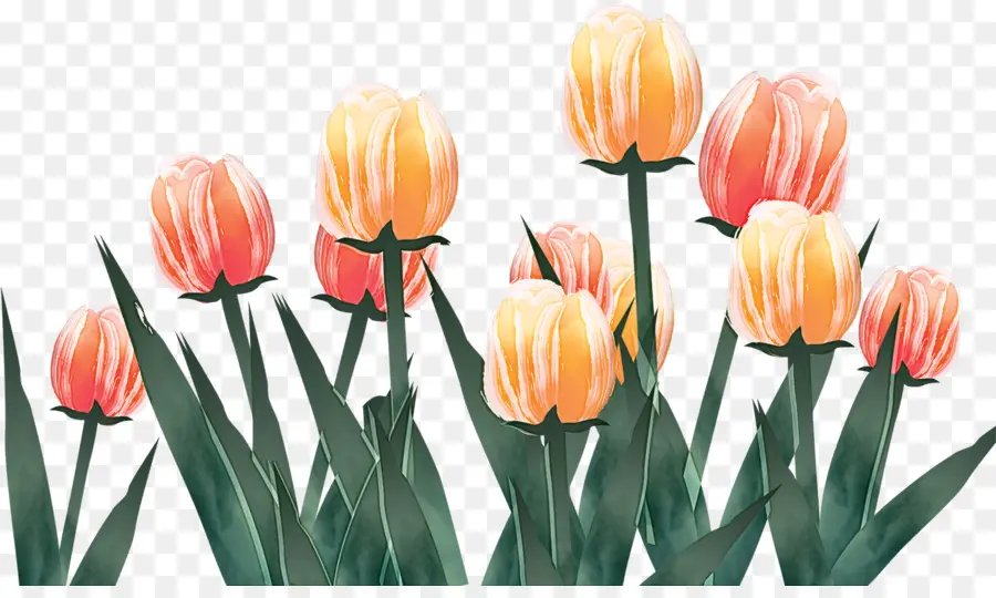 Flor，Tulip PNG