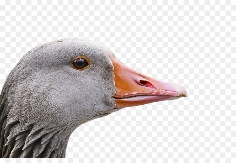 Aves，Pico PNG