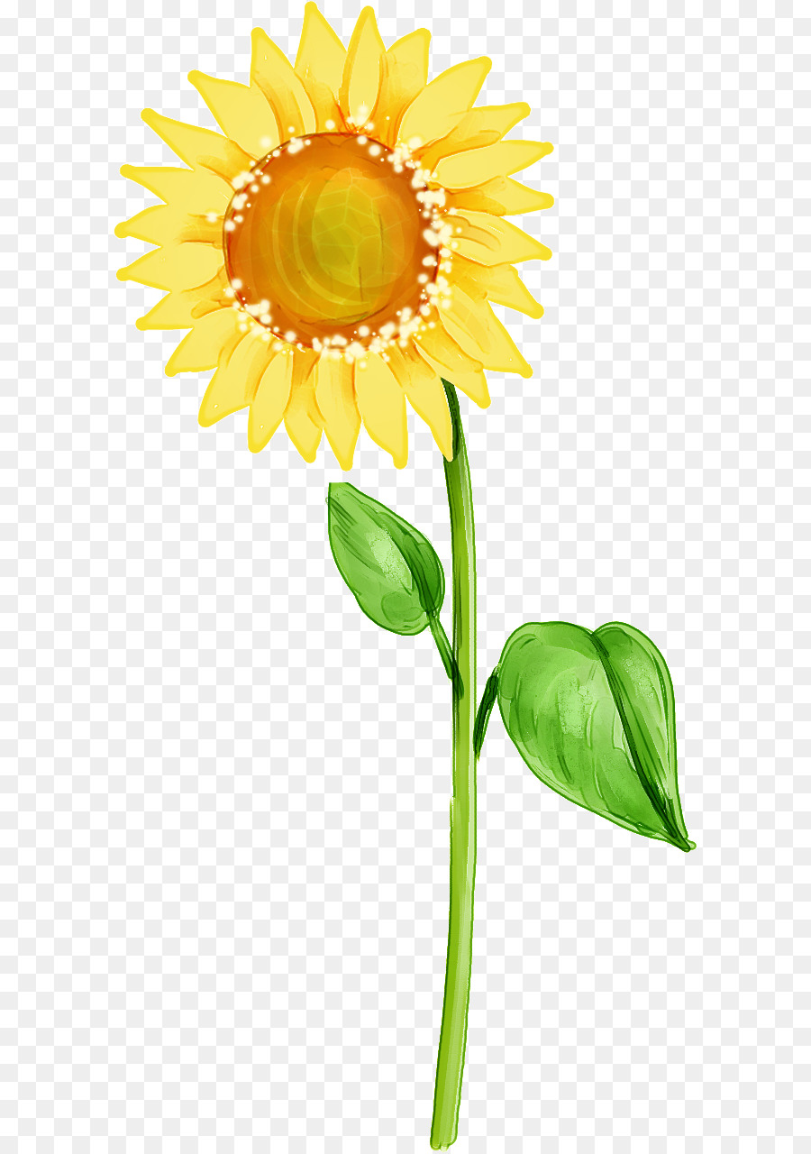 Girasol，Planta PNG