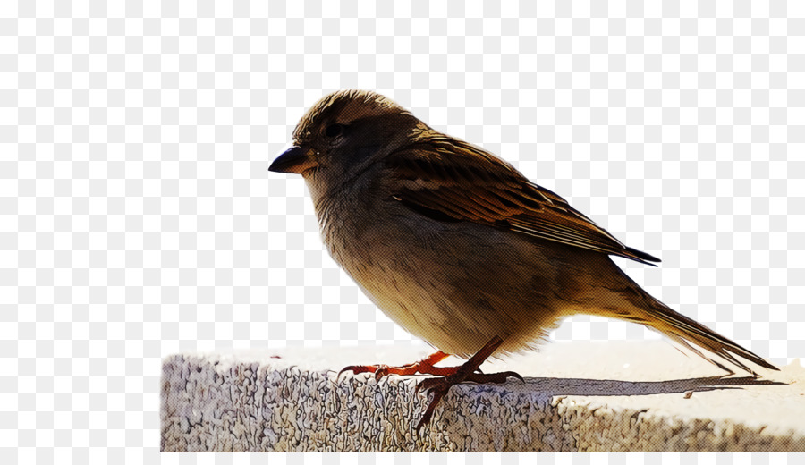 Aves，Pico PNG