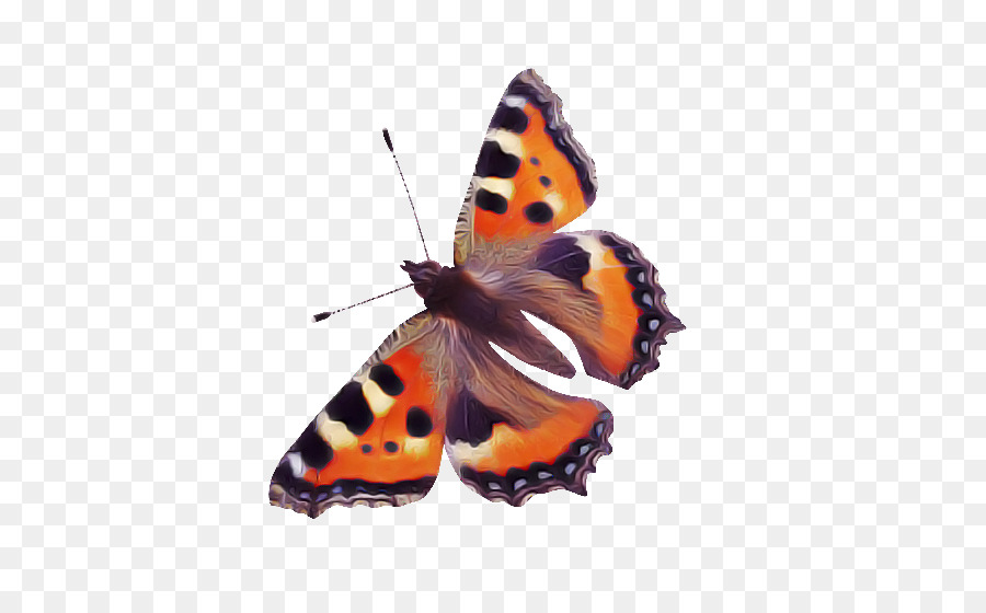 Las Polillas Y Las Mariposas，Mariposa PNG