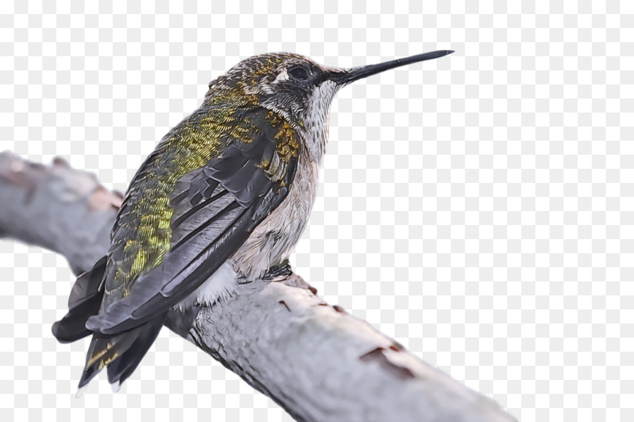 Aves，Colibrí PNG