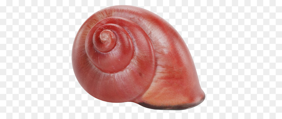 Caracoles Y Babosas，Caracol De Mar PNG