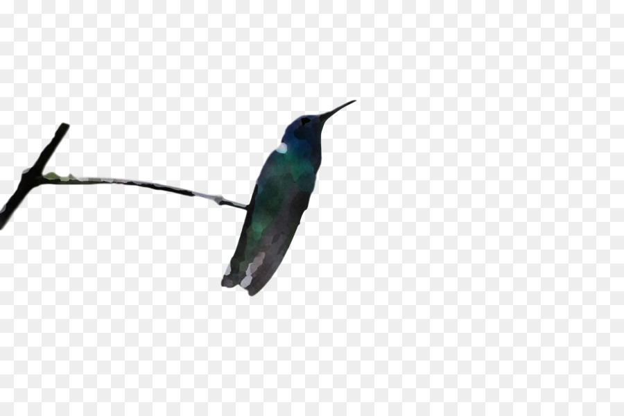 Colibrí，Aves PNG