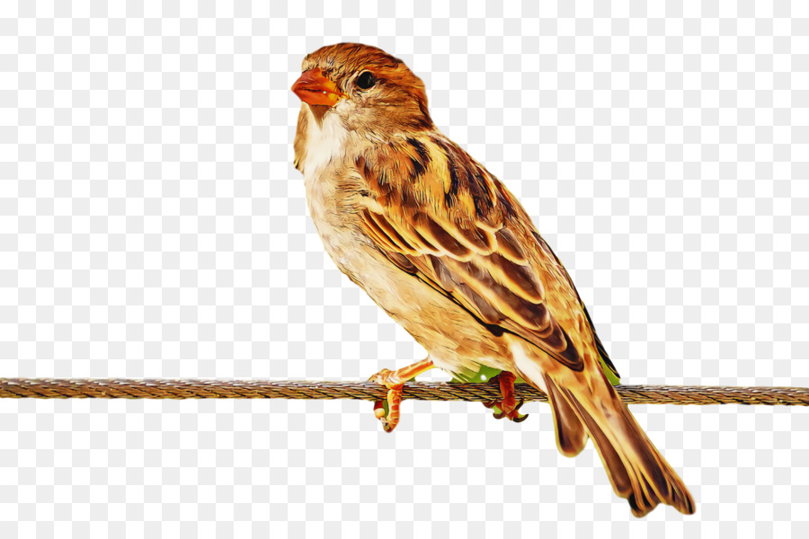 Aves，Pico PNG