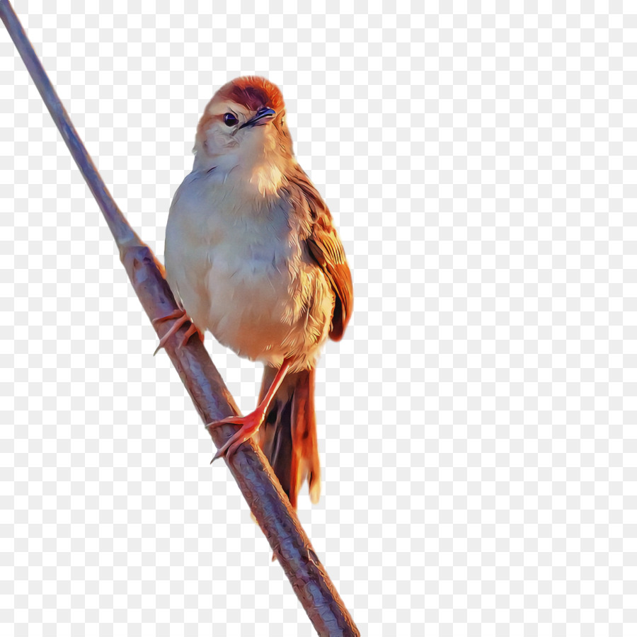 Aves，Pico PNG