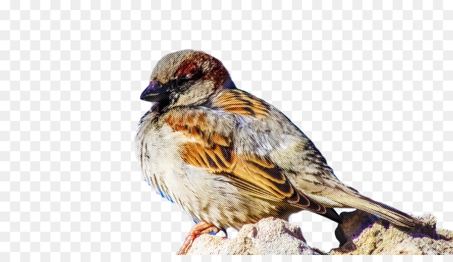 Aves，Pico PNG