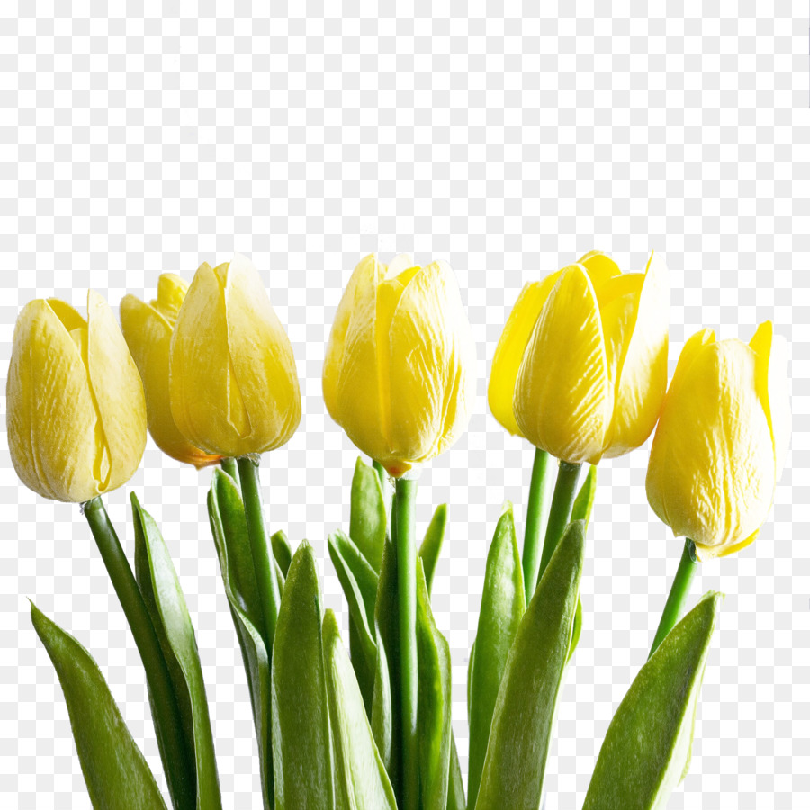 Tulipanes Amarillos，Tulipanes PNG